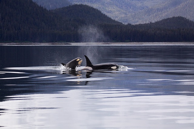 Velryba zabiják: 9 míst, kde můžete vidět kosatky ve volné přírodě